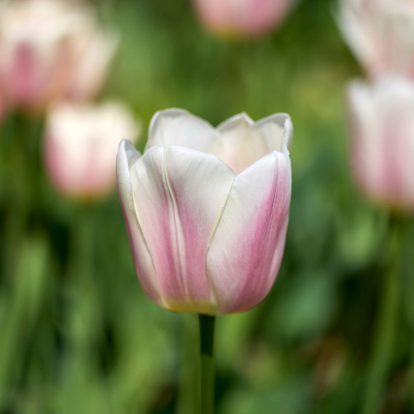 Tulipa Royal Pride - Darwintulp (Bloei)