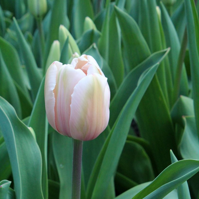 Tulipa Darwin Salmon Impression - Darwintulp (Bloei)
