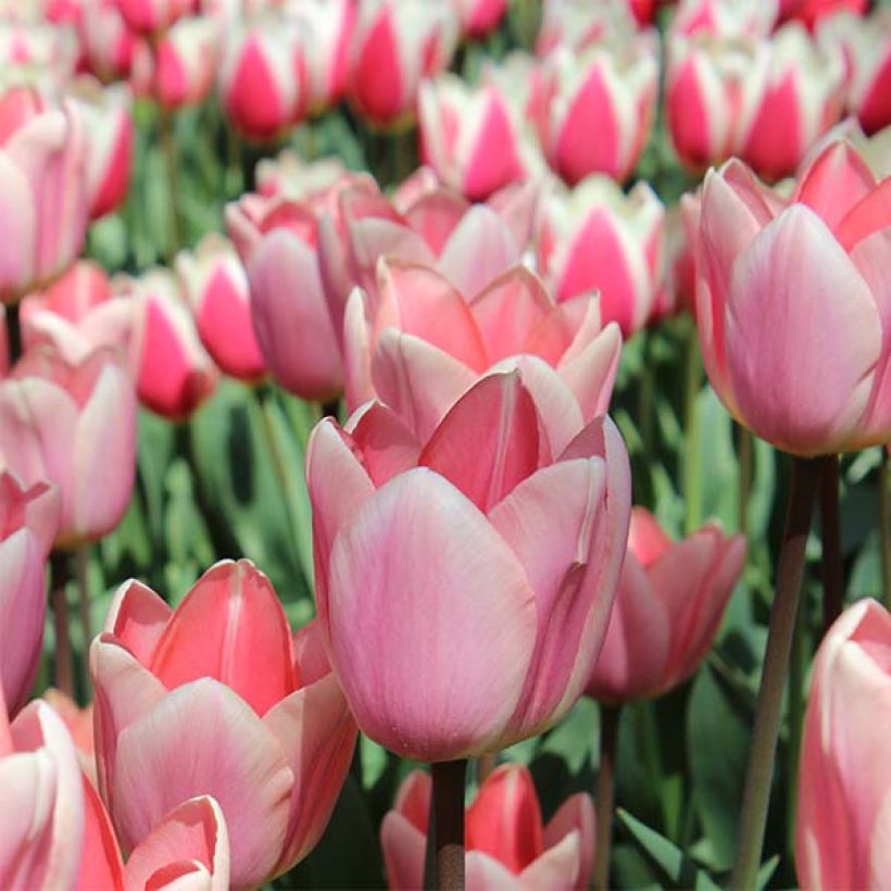 Tulipa Darwin Apricot Delight - Darwintulp (Bloei)