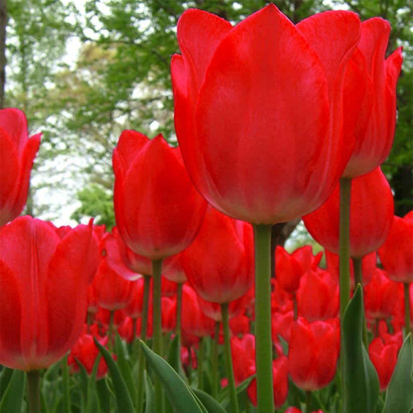 Tulipa Darwin Red Impression - Darwintulp (Bloei)