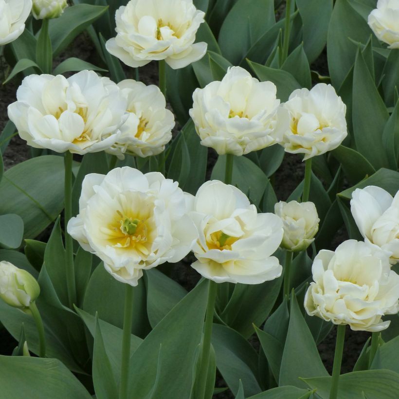 Tulipa Cool - Dubbele late tulp (Bloei)