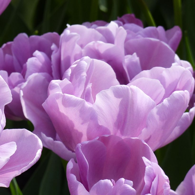 Tulipa Katinka - Dubbele vroege tulp (Bloei)