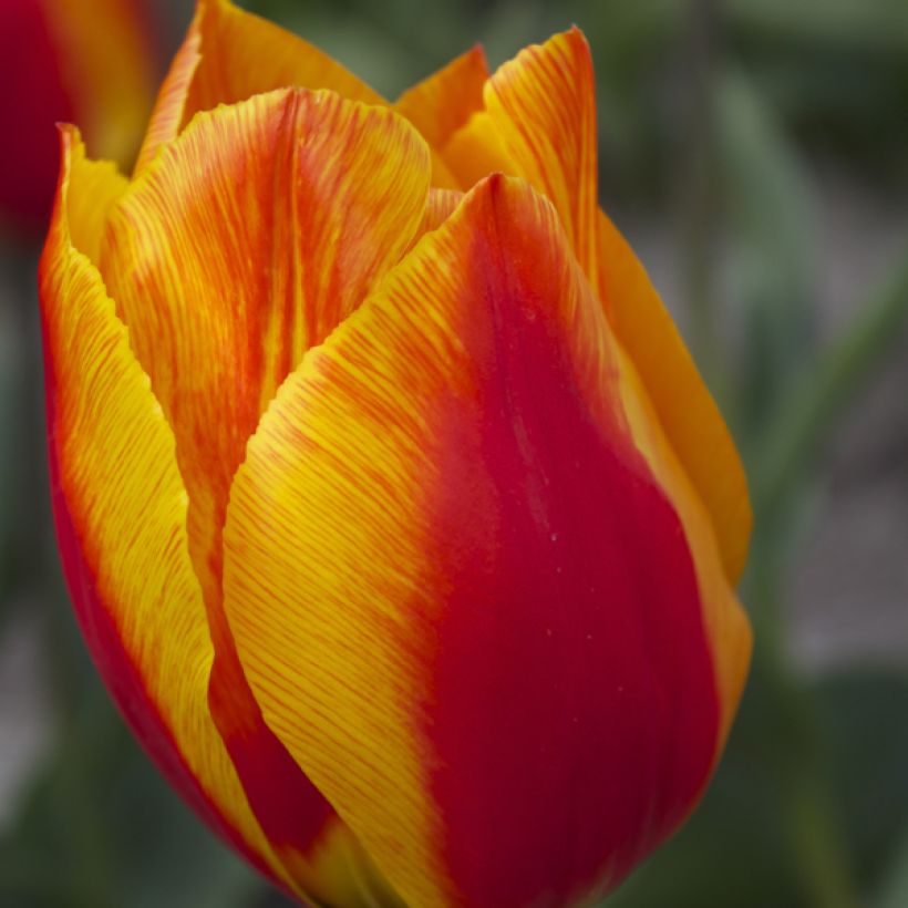 Tulipa Flair - Vroegbloeiende enkele tulp (Bloei)