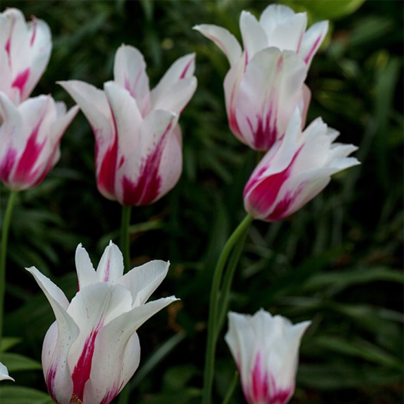 Tulipa Marilyn - Leliebloemige tulp (Groeiplaats)