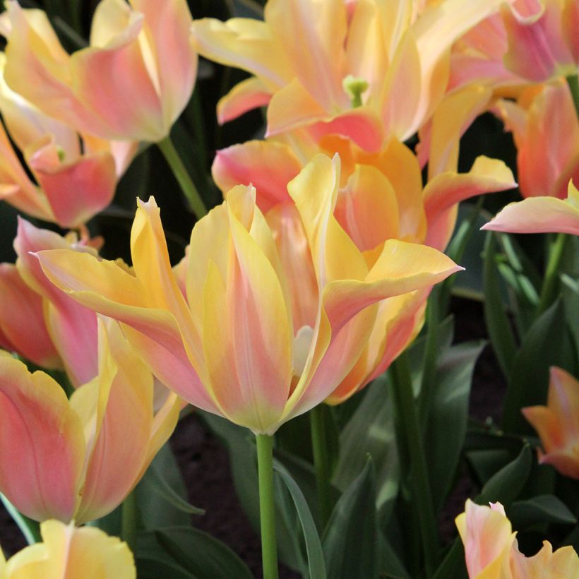 Tulipa Marianne - Leliebloemige tulp (Bloei)