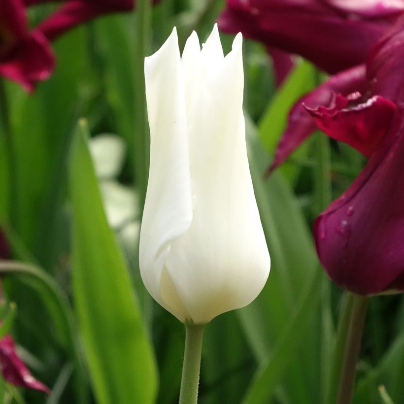 Tulipa White Triumphator - Leliebloemige tulp (Bloei)