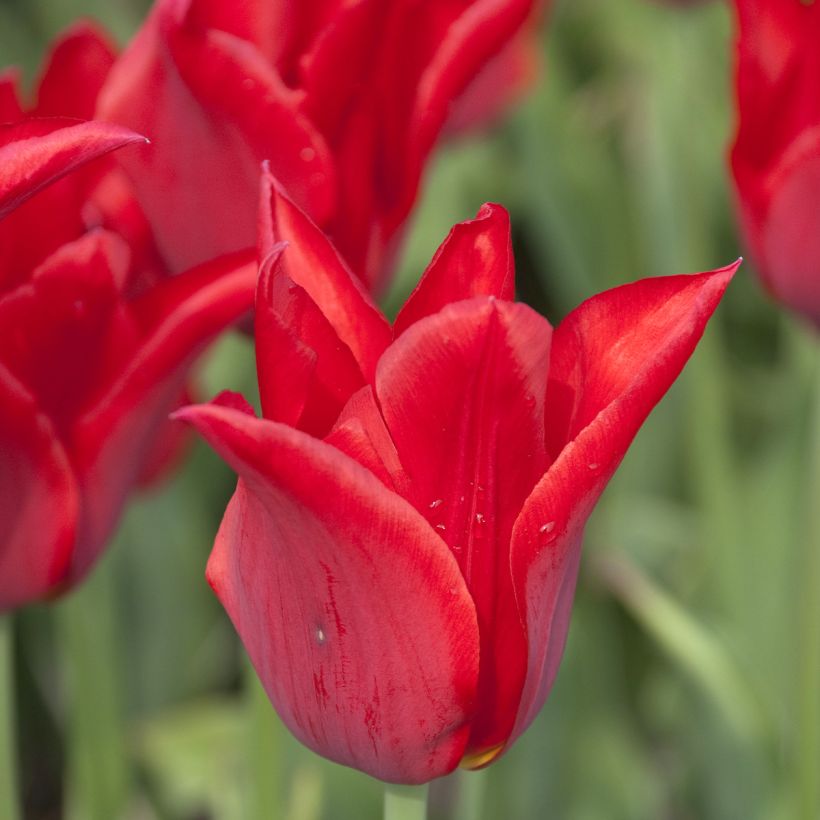 Tulipa Moneymaker - Leliebloemige tulp (Bloei)