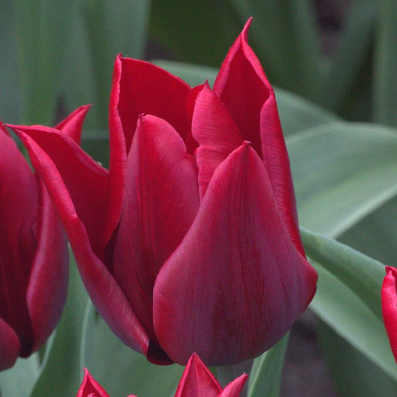 Tulipa Lasting Love - Leliebloemige tulp (Bloei)