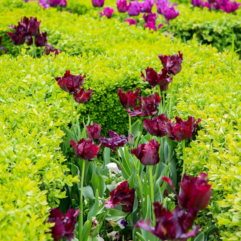 Tulipa Black Parrot - Papegaaitulp (Groeiplaats)