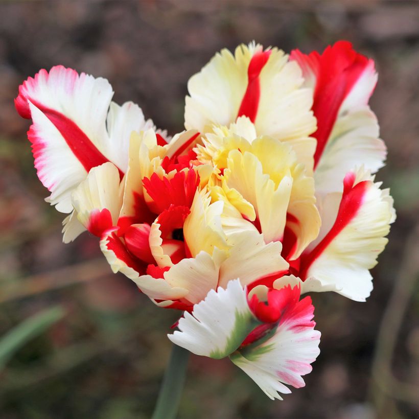 Tulipa Flaming Parrot - Papegaaitulp (Bloei)