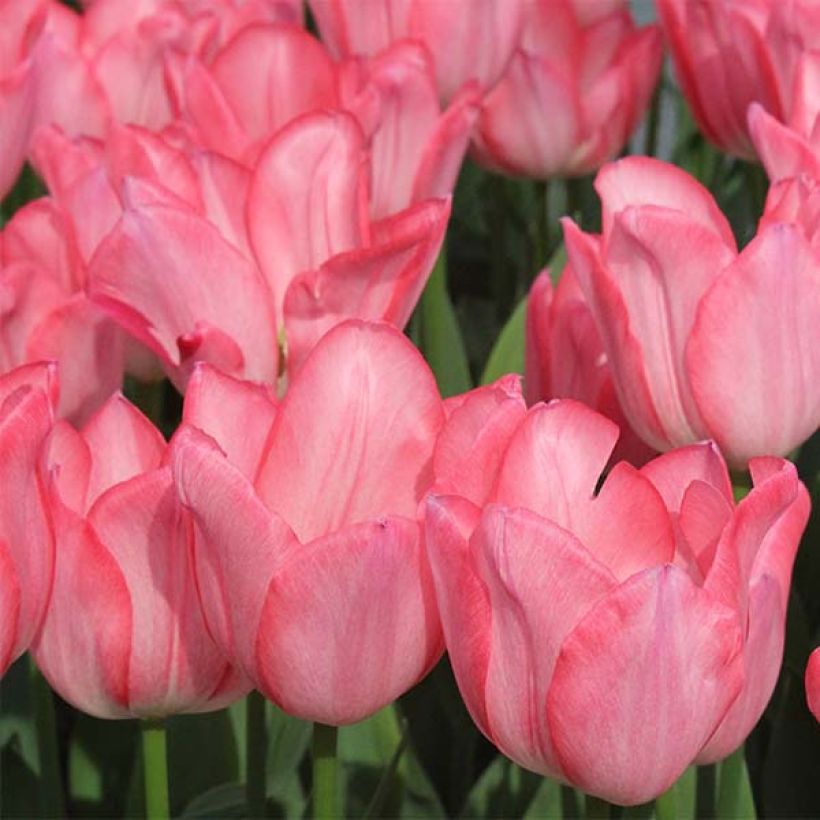 Tulipa Christmas Pearl - Vroegbloeiende enkele tulp (Bloei)