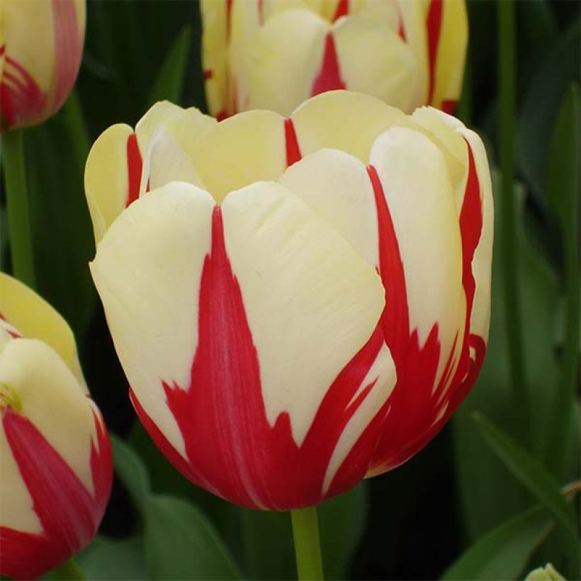 Tulipa World Expression - Enkele late tulp (Bloei)