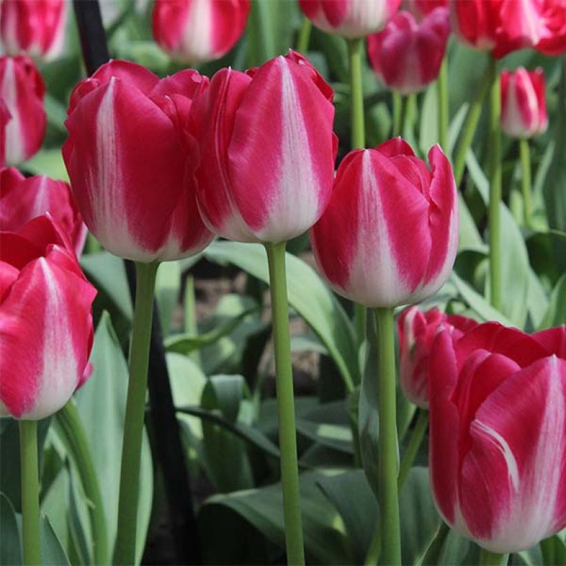 Tulipa Triumph Amsterdam- Triumphtulp (Bloei)