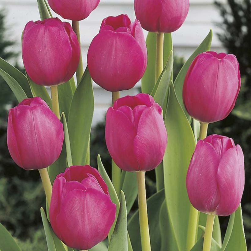 Tulipa Triumph Attila - Triumphtulp (Bloei)