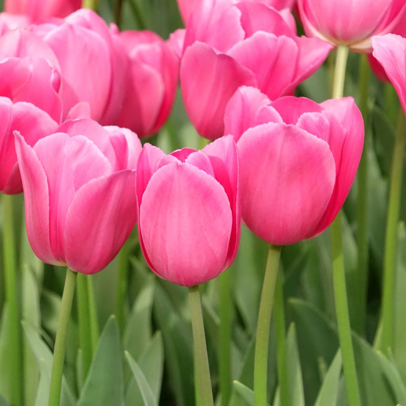 Tulipa Triumph Barcelona - Triumphtulp (Groeiplaats)