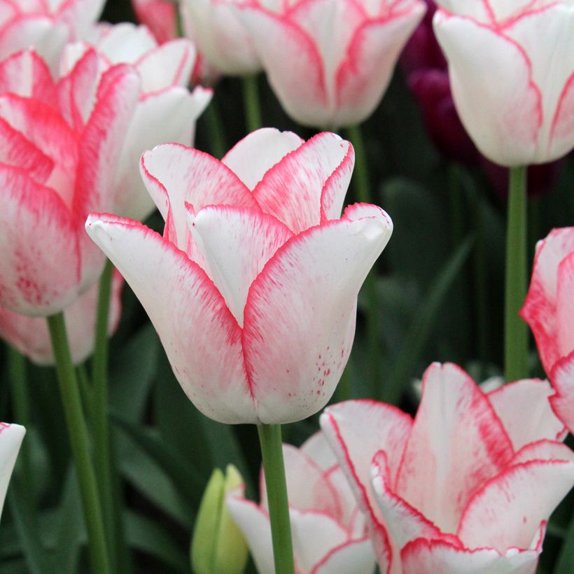 Tulipa Triumph Beauty Trend - Triumphtulp (Bloei)