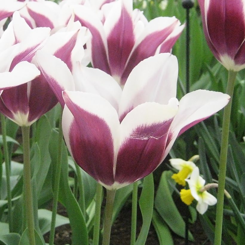 Tulipe Triumph Chansonnette - Triumphtulp (Bloei)