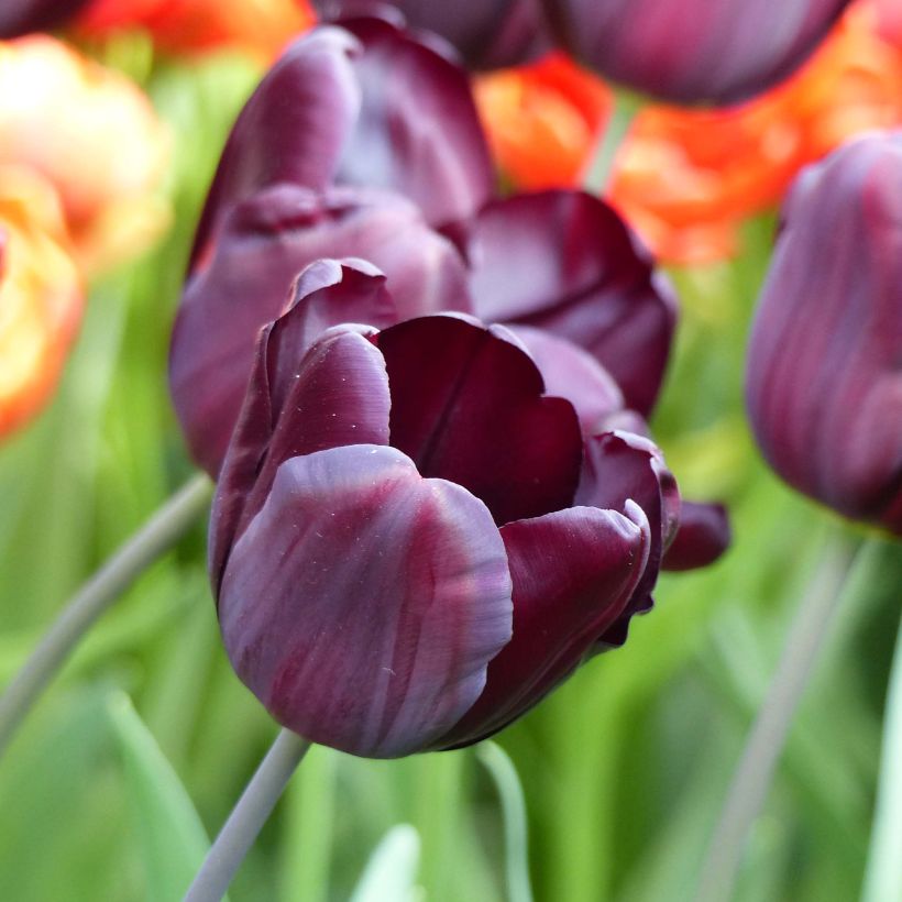 Tulipe Triumph Continental - Triumphtulp (Bloei)