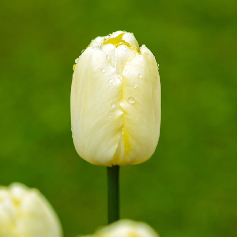 Tulipe Triumph Creme Flag - Triumphtulp (Bloei)