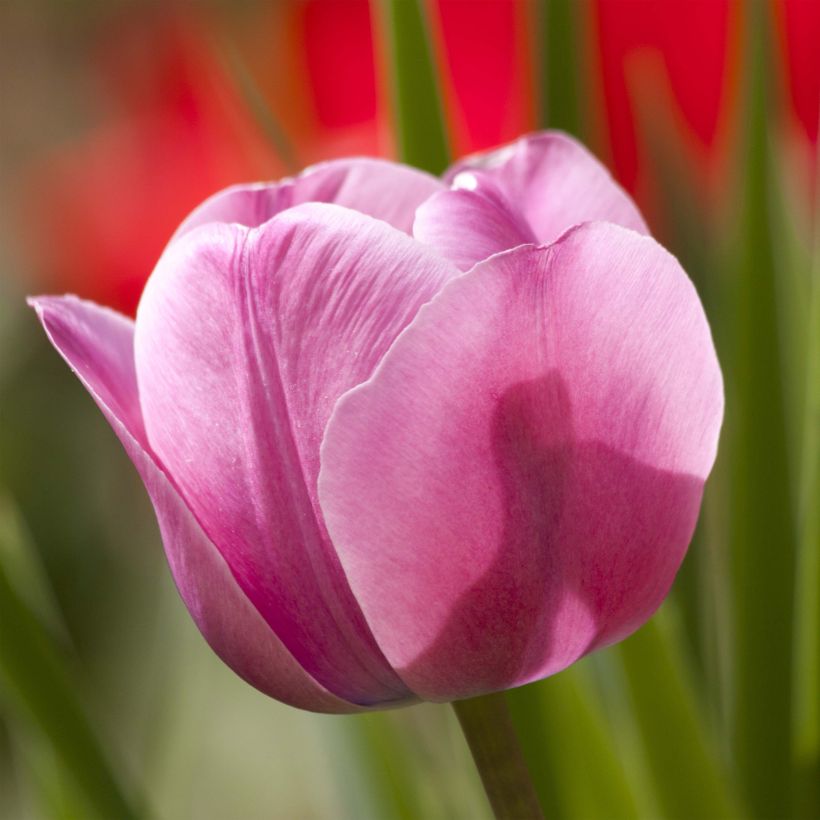 Tulipe Triumph Dreaming Maid - Triumphtulp (Bloei)