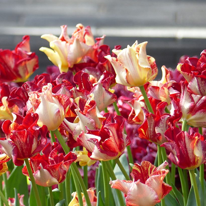 Tulipe Triumph Flaming Crown - Triumphtulp (Bloei)