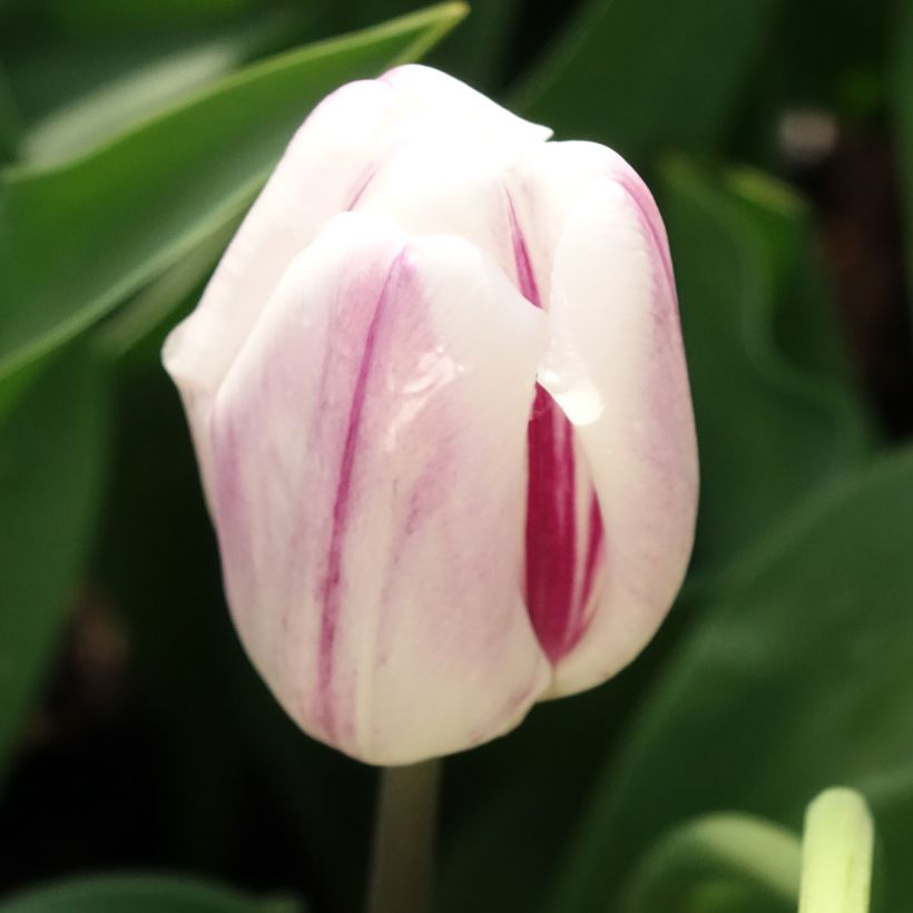 Tulipe Triumph Flaming Flag - Triumphtulp (Bloei)