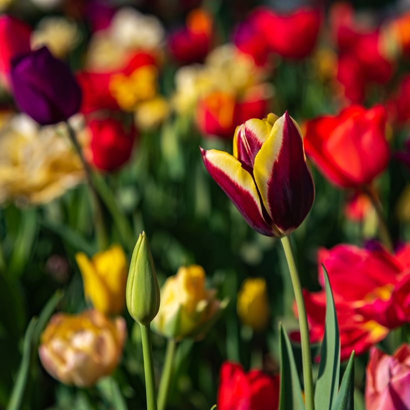 Tulipe Triumph Gavota - Triumphtulp (Groeiplaats)