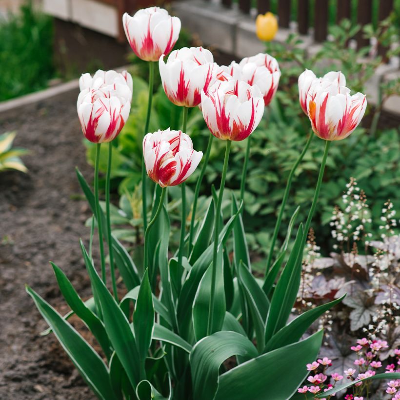 Tulipa Triumph Happy Generation - Triumphtulp (Groeiplaats)