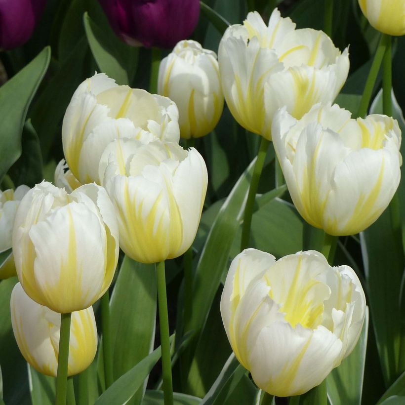 Tulipe Triumph Happy People - Triumphtulp (Bloei)