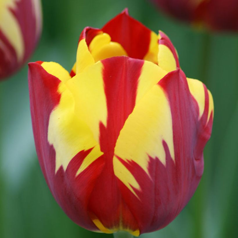 Tulipa Triumph Helmar - Triumphtulp (Bloei)