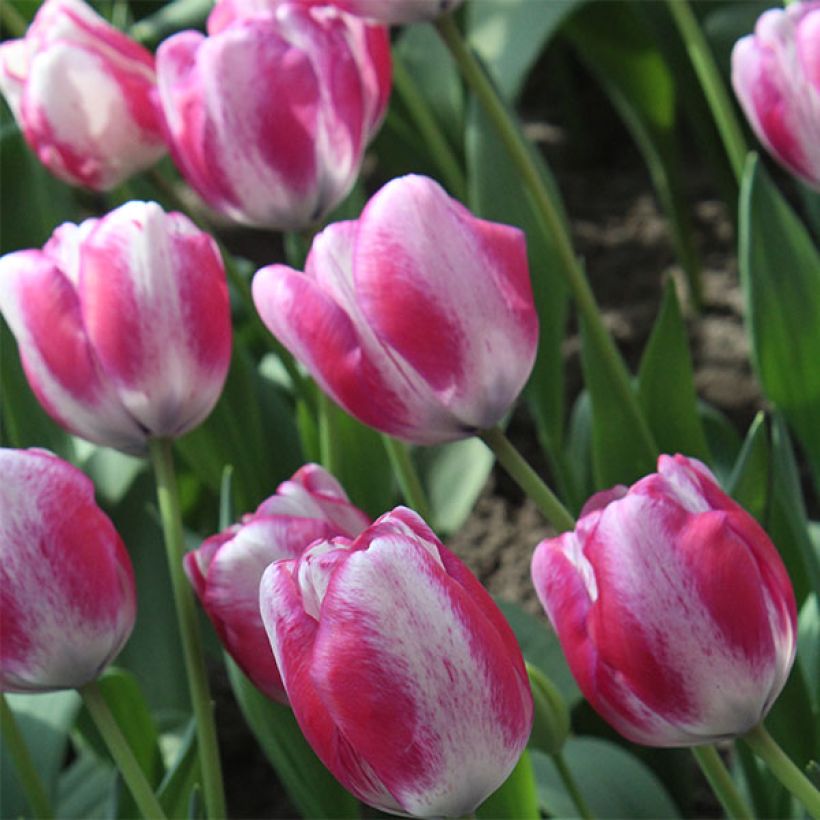Tulipe Triumph Hot Pants - Triumphtulp (Bloei)