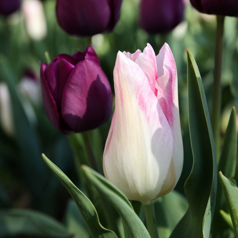 Tulipa Triumph Kyoko Takahashi - Triumphtulp (Bloei)