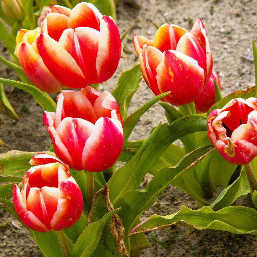 Tulipa Triumph Leen van der Mark - Triumphtulp (Groeiplaats)