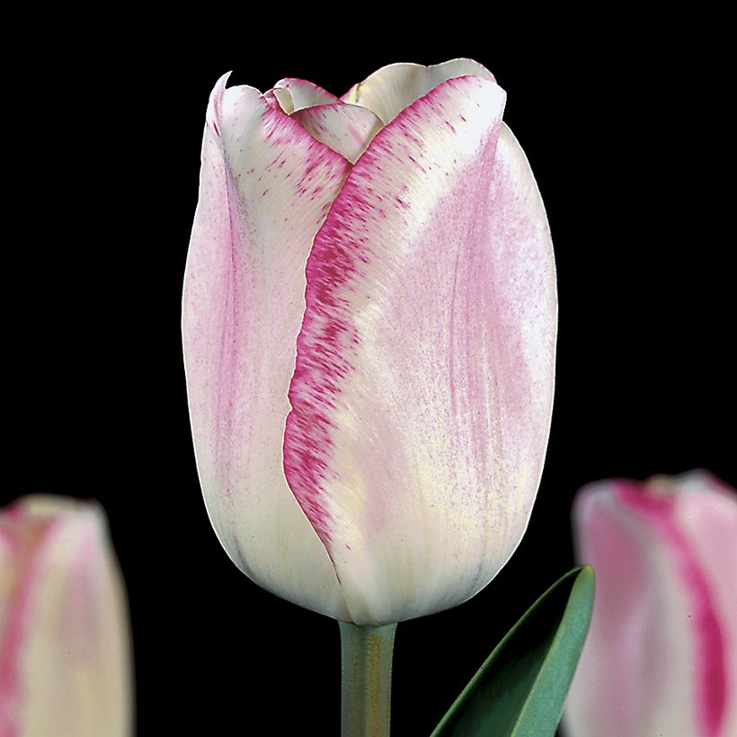 Tulipe Triumph Mata Hari - Triumphtulp (Bloei)