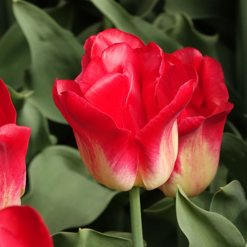 Tulipa Triumph Match - Triumphtulp (Bloei)