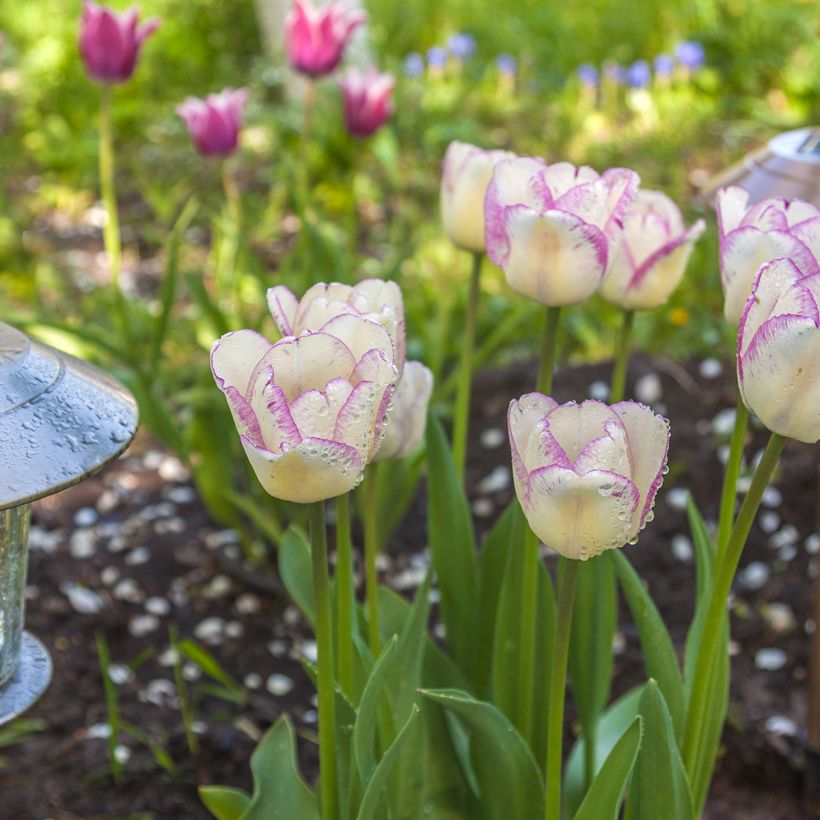 Tulipa Triumph Shirley - Triumphtulp (Groeiplaats)