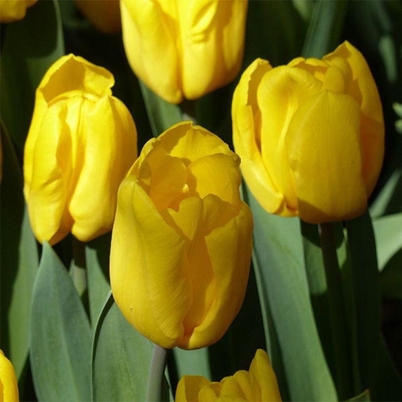 Tulipa Triumph Strong Gold  - Triumphtulp (Bloei)