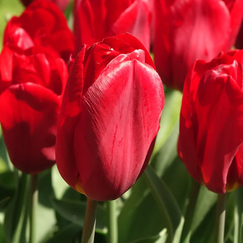 Tulipa Triumph Strong Love - Triumphtulp (Bloei)
