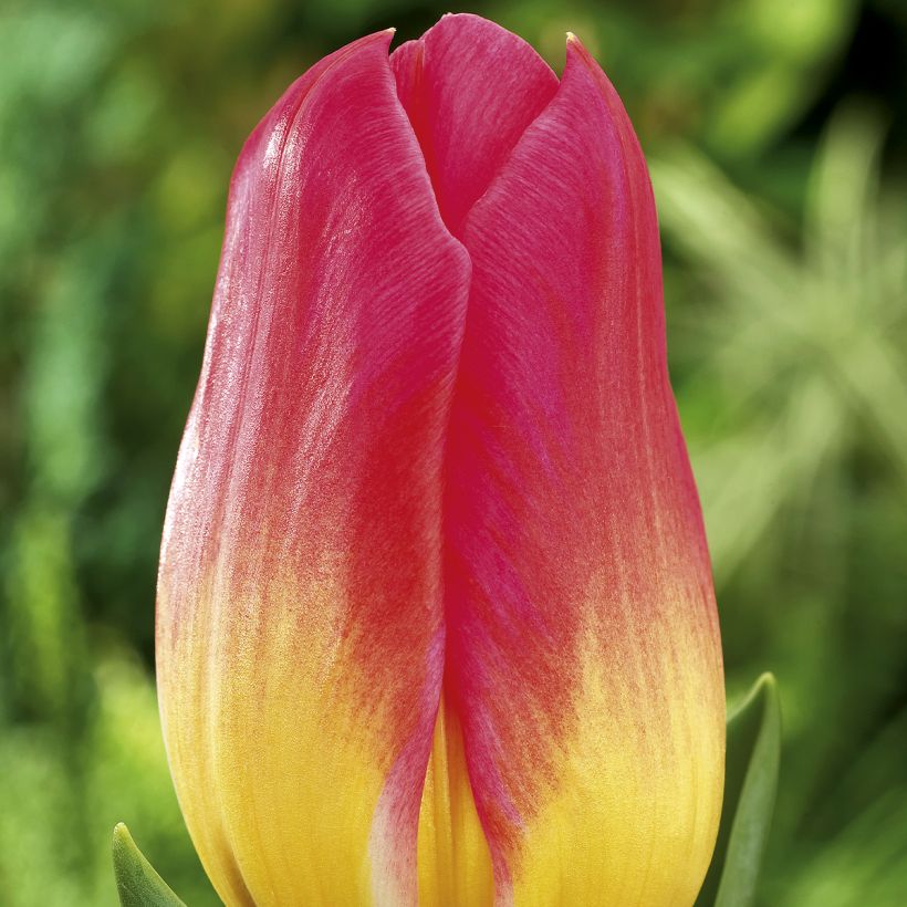 Triumph-tulp Tom Pouce - Triumphtulp (Bloei)