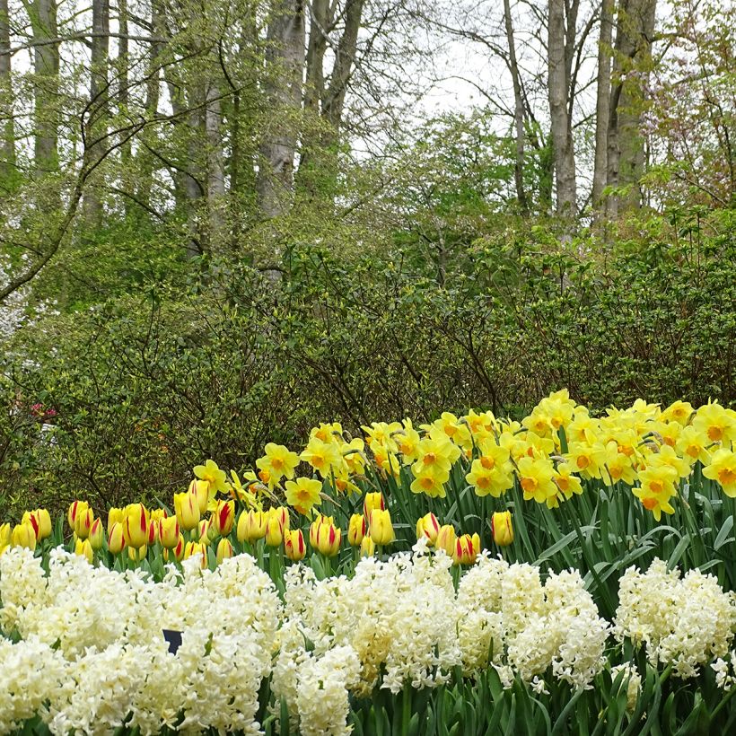 Tulipa Triumph Washington - Triumphtulp (Groeiplaats)