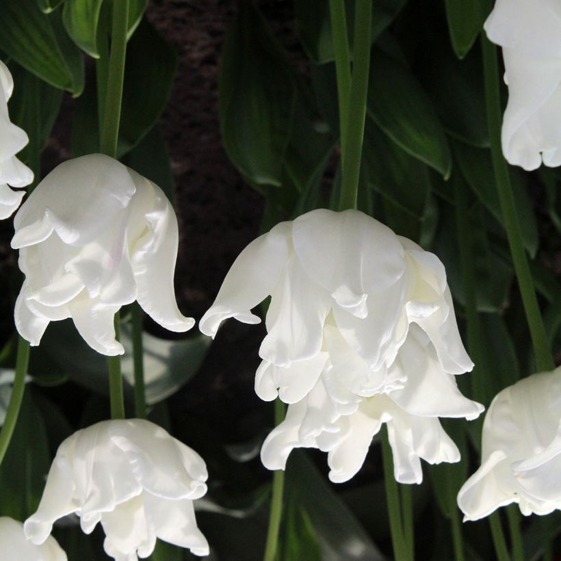 Tulipe Triumph White Liberstar - Triumphtulp (Bloei)