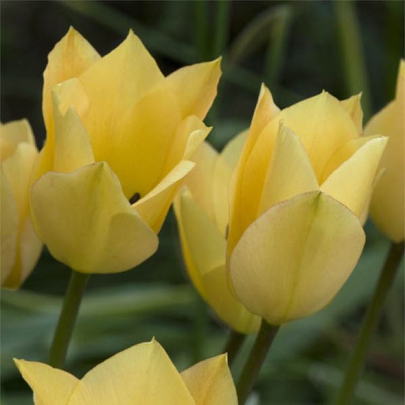 Tulipa batalinii Bronze Charm - botanische tulp (Bloei)