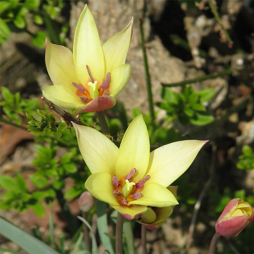Tulipa clusiana Cynthia - botanische tulp (Bloei)