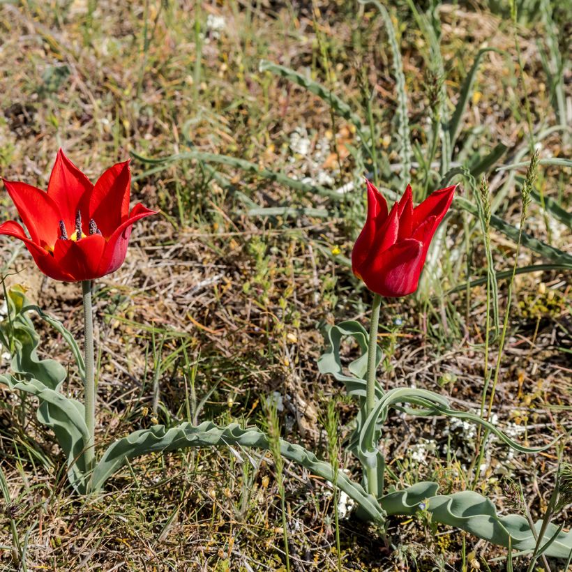 Tulipa eichleri - Botanische tulp (Groeiplaats)