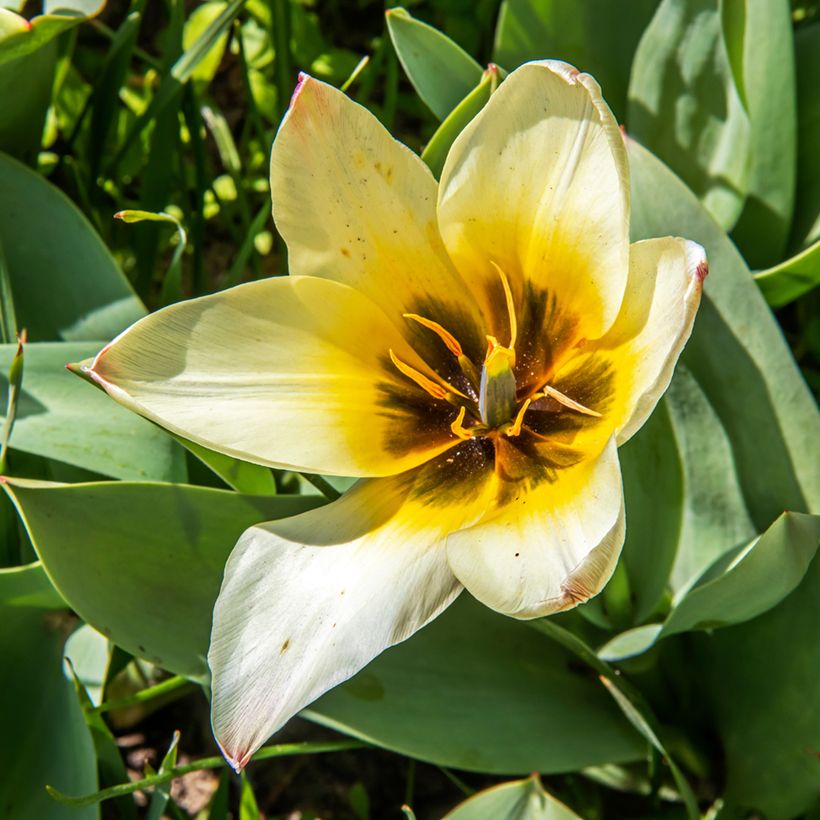 Tulipa greigii Albion Star - Greigii‑tulp (Bloei)