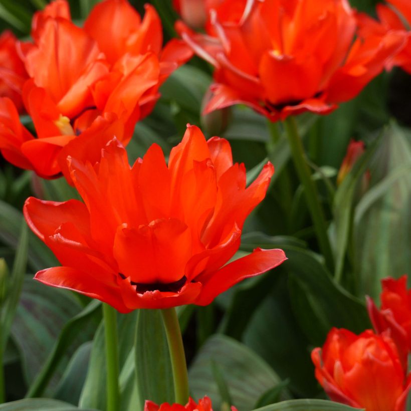 Tulipa greigii Chaperon Rouge - Greigii‑tulp dubbel (Bloei)