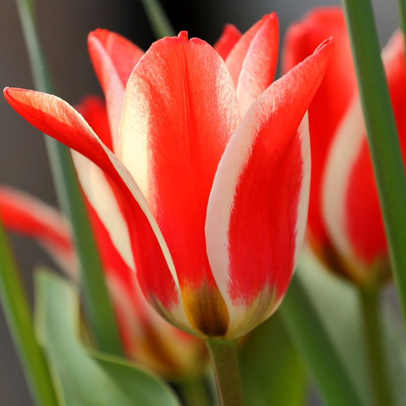 Tulipa greigii Pinocchio - Greigii‑tulp (Bloei)