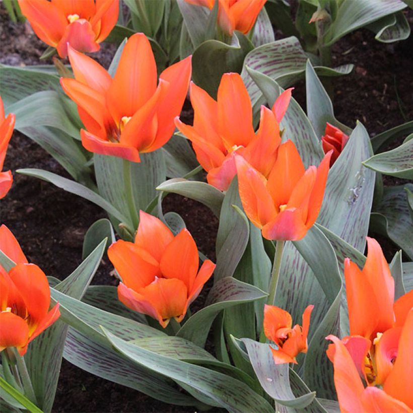 Tulipa greigii Toronto - Greigii‑tulp (Groeiplaats)