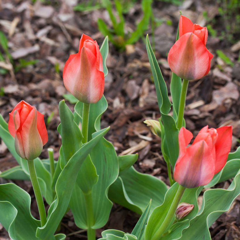Tulipa greigii Toronto - Greigii‑tulp (Groeiplaats)
