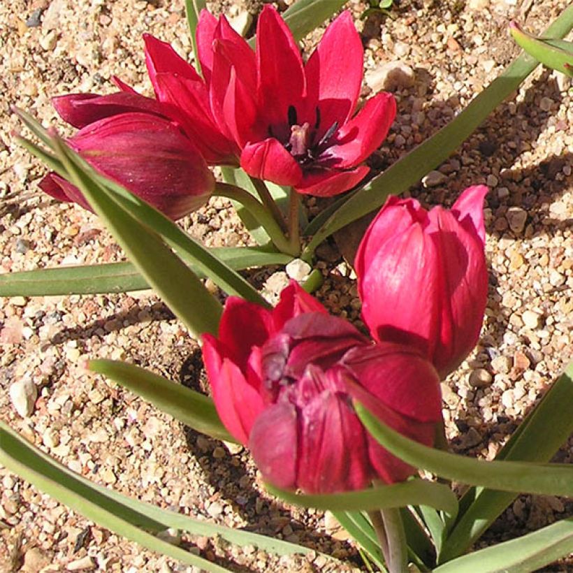 Tulipa humilis Lilliput - Dwergtulp (Groeiplaats)